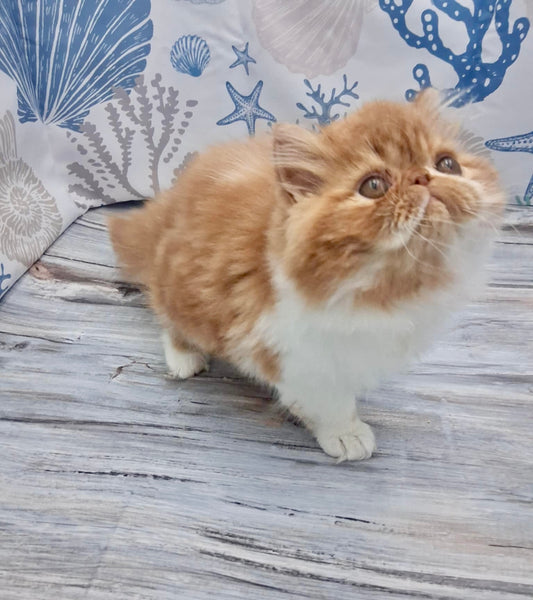 Nautilus Tsunami "Tsum"