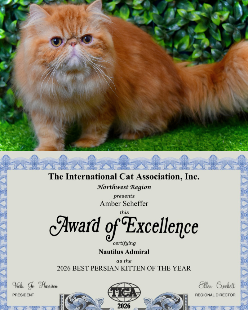 The Cats Behind Admiral: Why Titles Aren’t the Whole Story