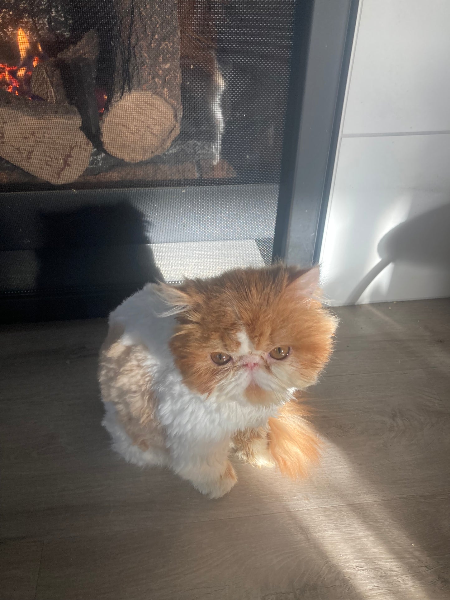 Nautilus Red Tide (Cheddar)