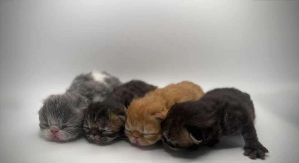 Ron x Indy Kittens