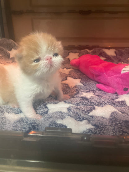 Nautilus Red Tide (Cheddar)