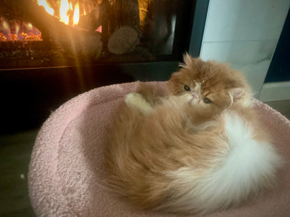 Nautilus Red Tide (Cheddar)