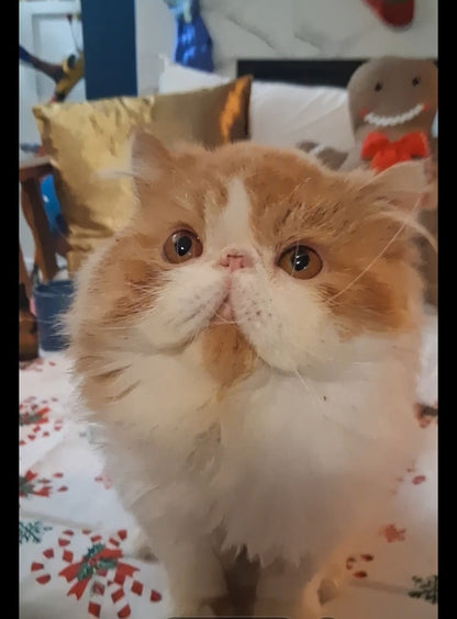 Nautilus Red Tide (Cheddar)