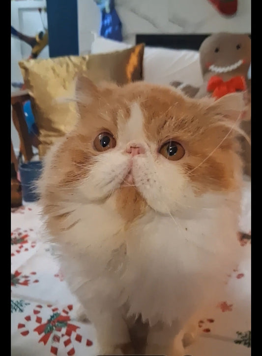 Nautilus Red Tide (Cheddar)