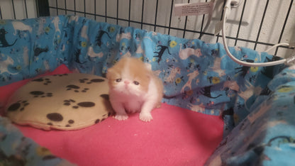 Nautilus Red Tide (Cheddar)