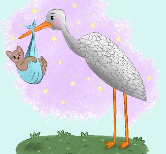 New Kittens Arriving Soon!