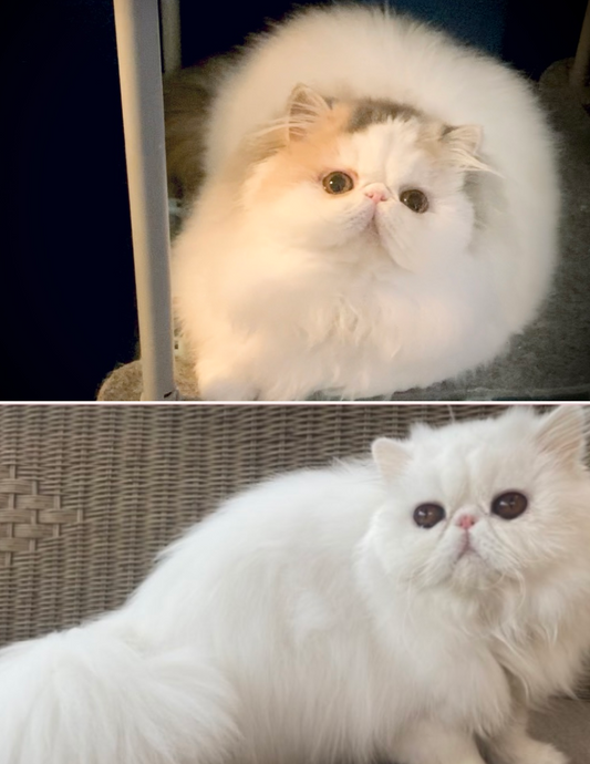 Ditto x Manno Kittens