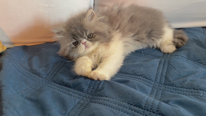 Nautilus Riptide - Reserved for Robin